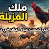 هل أنت ديك يقاتل على تفاهات؟ قصة ستغير نظرتك للحياة!