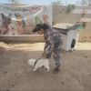 #تقرير الحيوانات الأليفة كمعالج سلوكي كيف يداوي أطفال مخيمات الجنوب صدماتهم بالرفقة والدعم النفسي؟